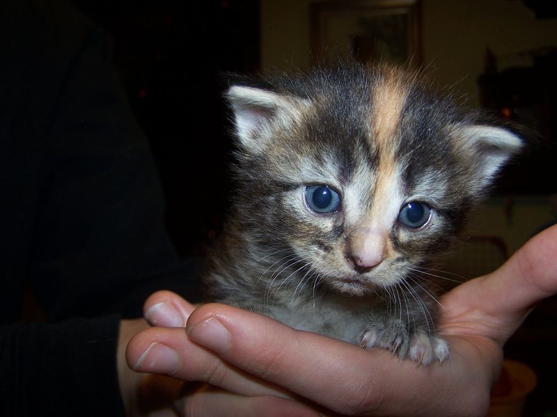 Gatti Norvegesi - cuccioli
