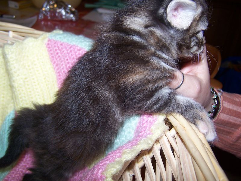 Gatti Norvegesi - cuccioli