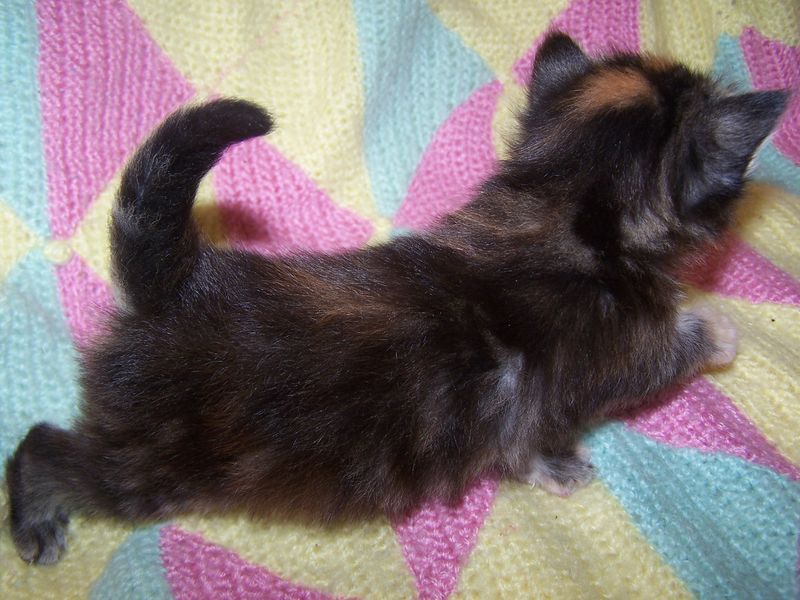 Gatti Norvegesi - cuccioli