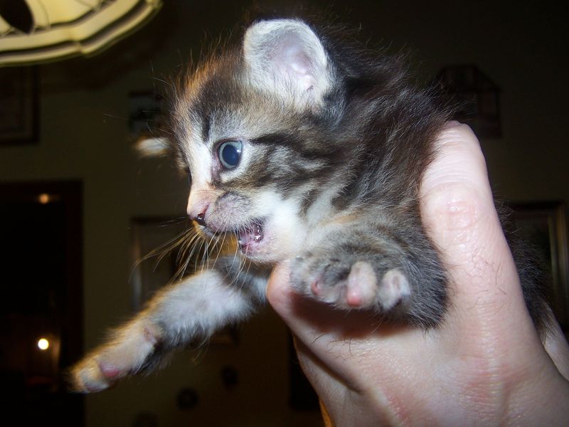 Gatti Norvegesi - cuccioli