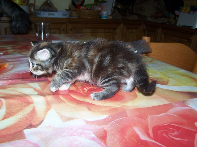Gatti Norvegesi - cuccioli