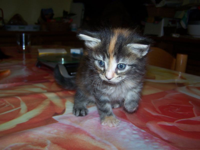 Gatti Norvegesi - cuccioli
