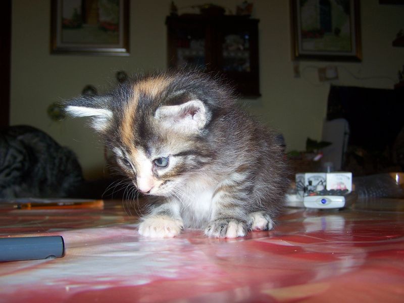 Gatti Norvegesi - cuccioli
