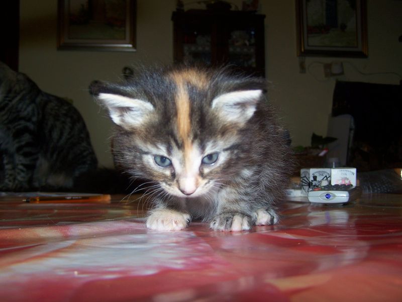 Gatti Norvegesi - cuccioli