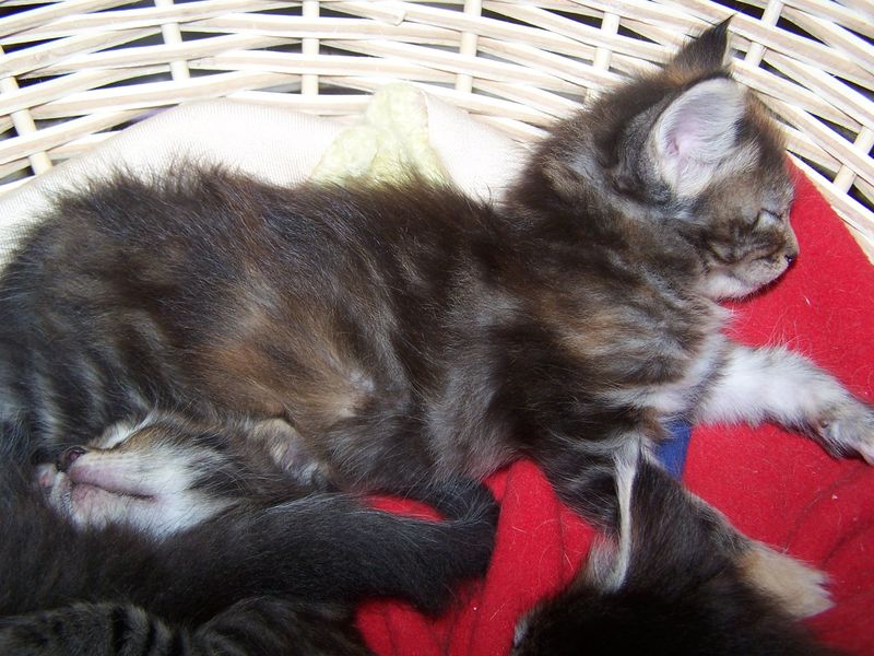 Gatti Norvegesi - cuccioli