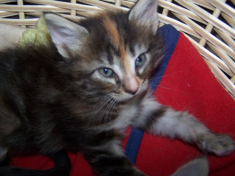 Gatti Norvegesi - cuccioli