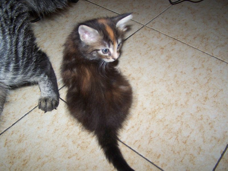 Gatti Norvegesi - cuccioli