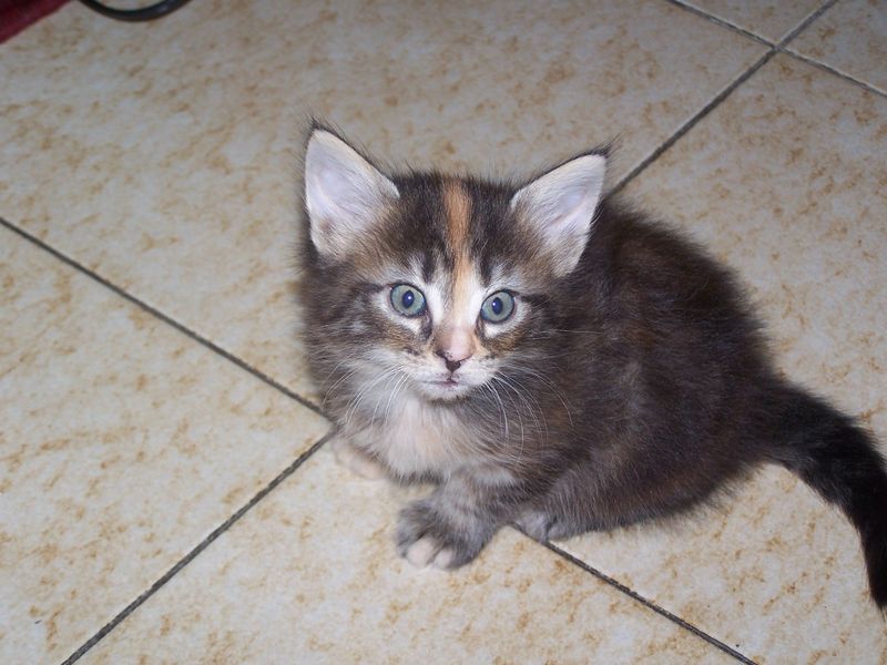 Gatti Norvegesi - cuccioli