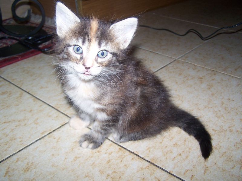 Gatti Norvegesi - cuccioli