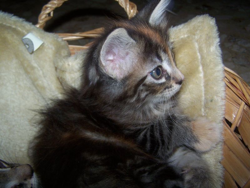 Gatti Norvegesi - cuccioli