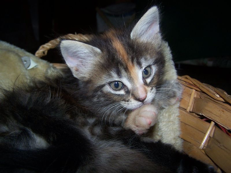 Gatti Norvegesi - cuccioli