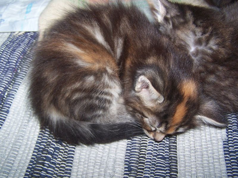 Gatti Norvegesi - cuccioli
