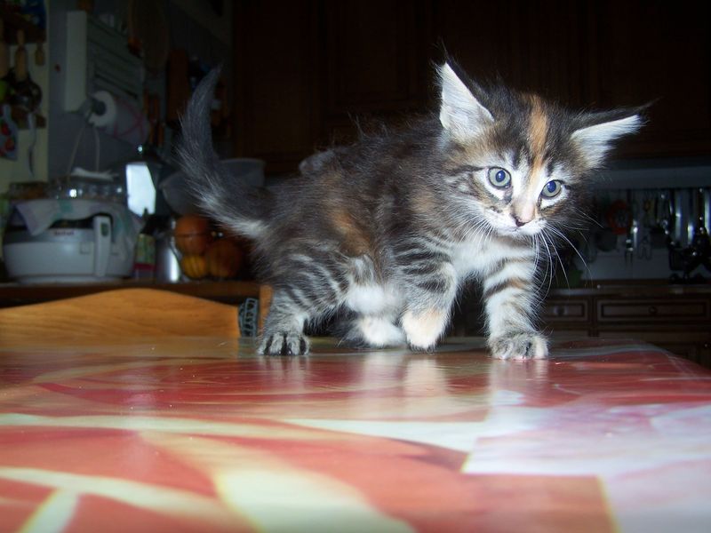 Gatti Norvegesi - cuccioli