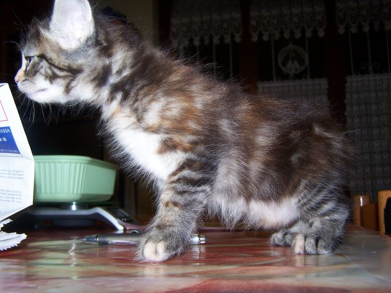 Gatti Norvegesi - cuccioli