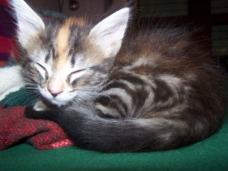 Gatti Norvegesi - cuccioli