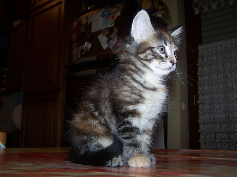 Gatti Norvegesi - cuccioli