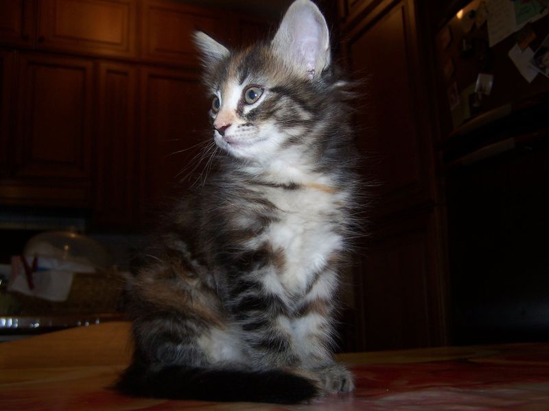 Gatti Norvegesi - cuccioli