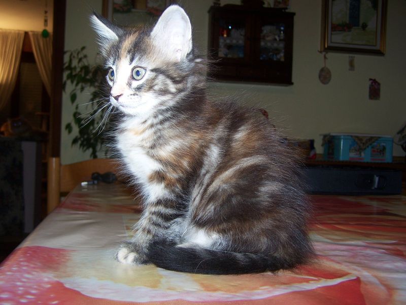 Gatti Norvegesi - cuccioli
