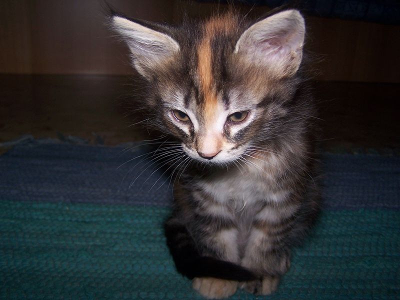 Gatti Norvegesi - cuccioli