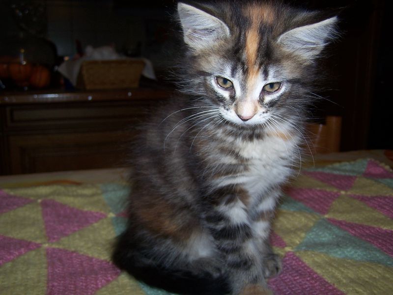 Gatti Norvegesi - cuccioli