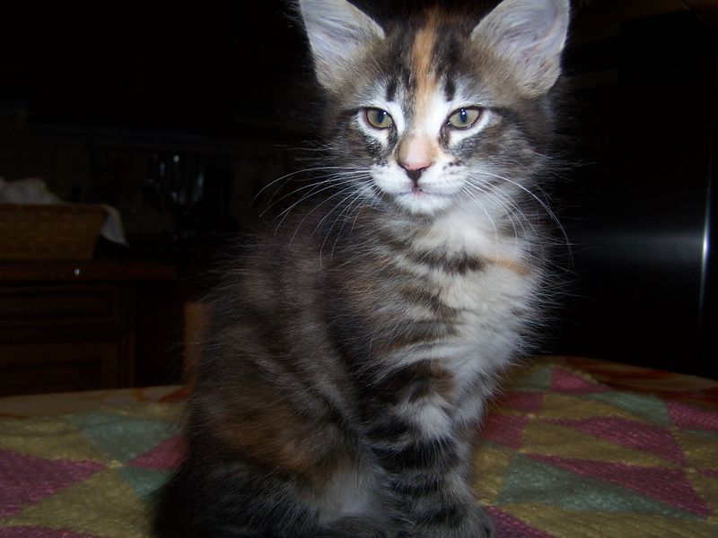 Gatti Norvegesi - cuccioli
