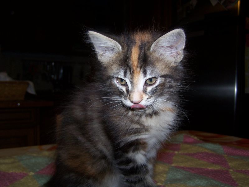 Gatti Norvegesi - cuccioli