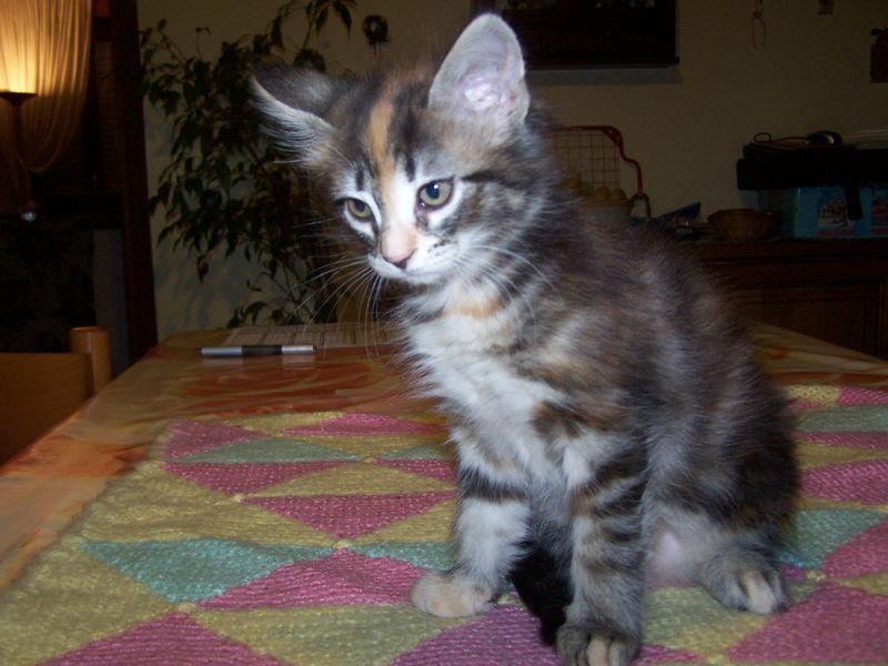 Gatti Norvegesi - cuccioli