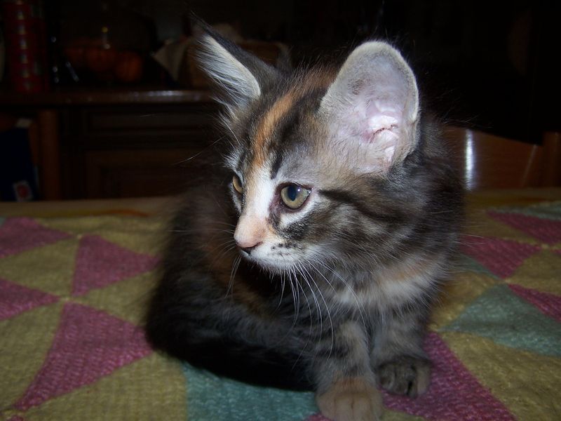 Gatti Norvegesi - cuccioli