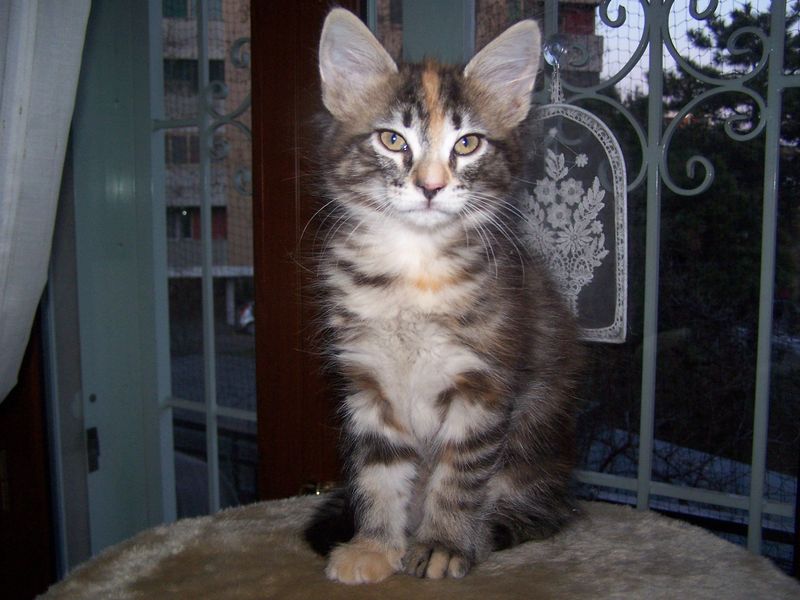 Gatti Norvegesi - cuccioli