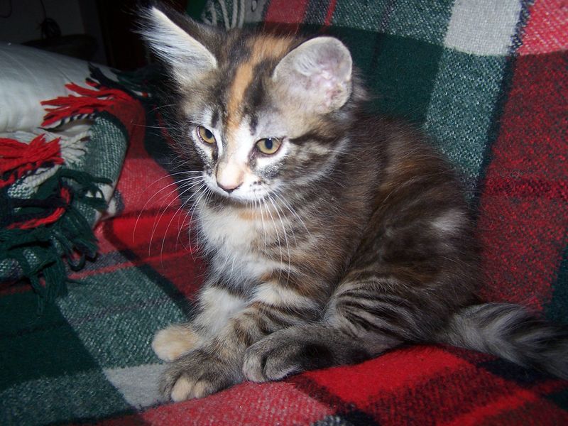 Gatti Norvegesi - cuccioli