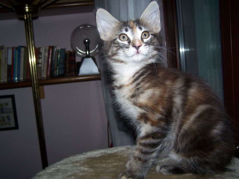 Gatti Norvegesi - cuccioli