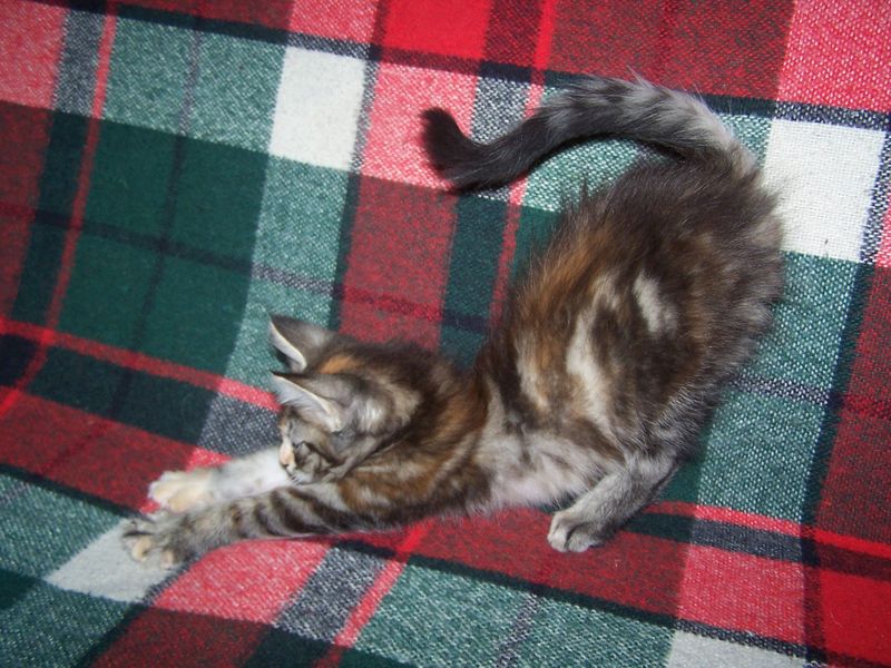 Gatti Norvegesi - cuccioli