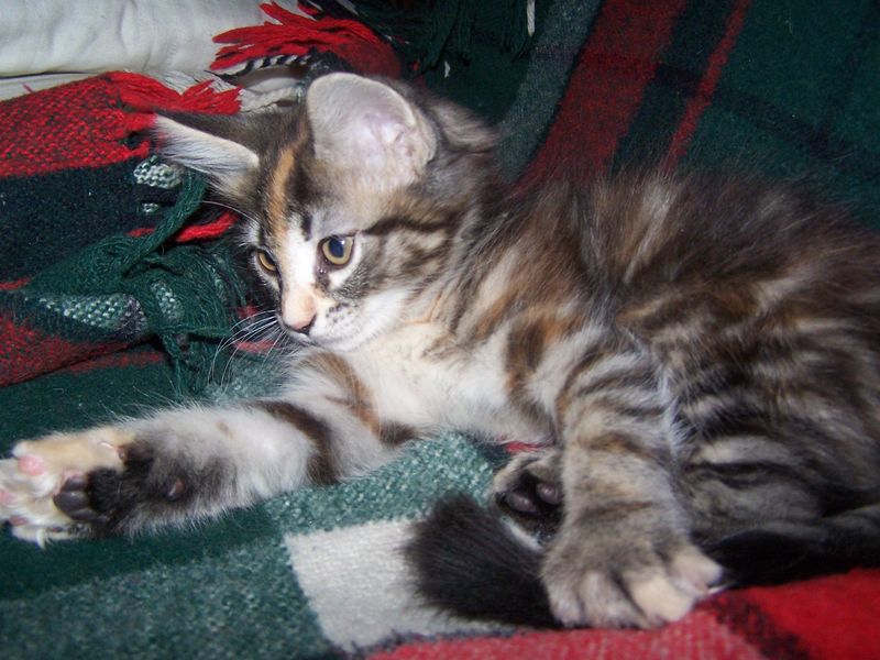 Gatti Norvegesi - cuccioli