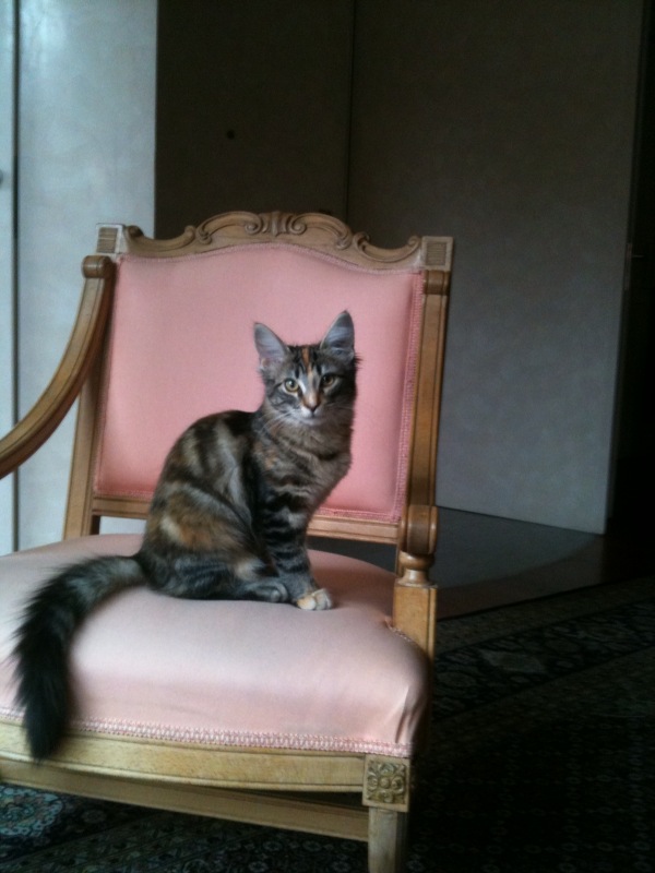 Gatti Norvegesi - cuccioli