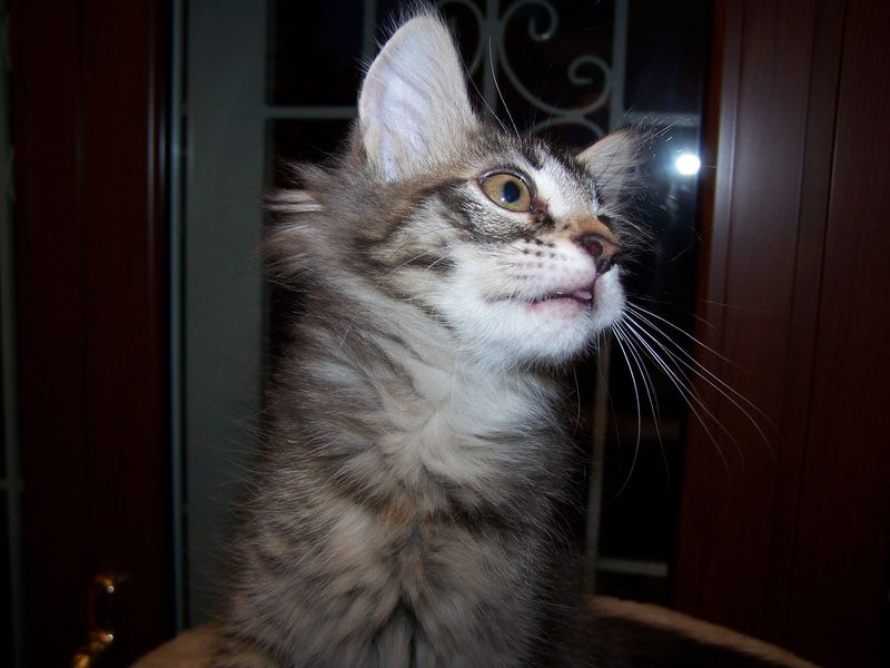 Gatti Norvegesi - cuccioli