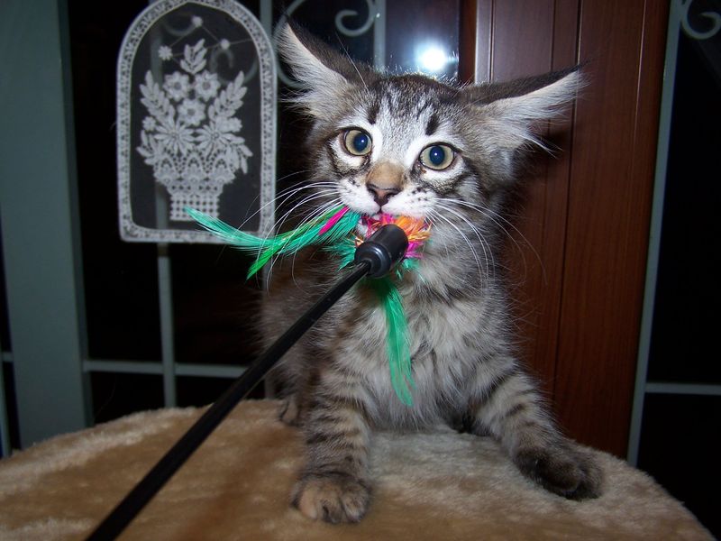 Gatti Norvegesi - cuccioli
