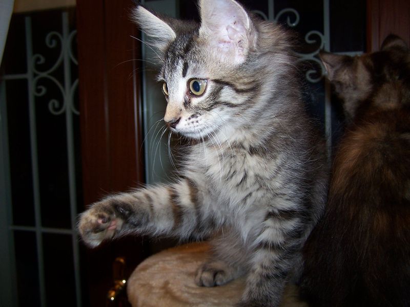 Gatti Norvegesi - cuccioli
