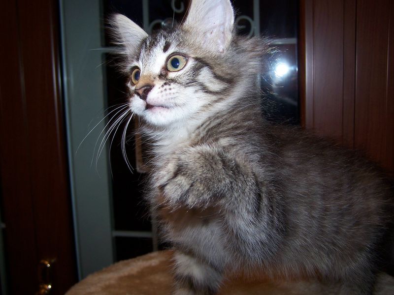 Gatti Norvegesi - cuccioli