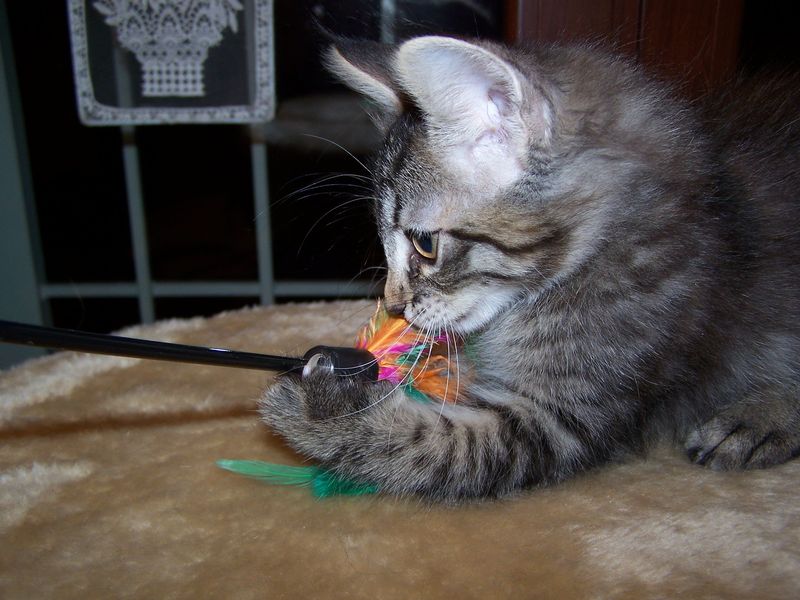 Gatti Norvegesi - cuccioli