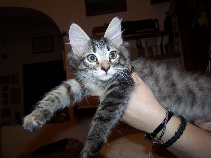 Gatti Norvegesi - cuccioli