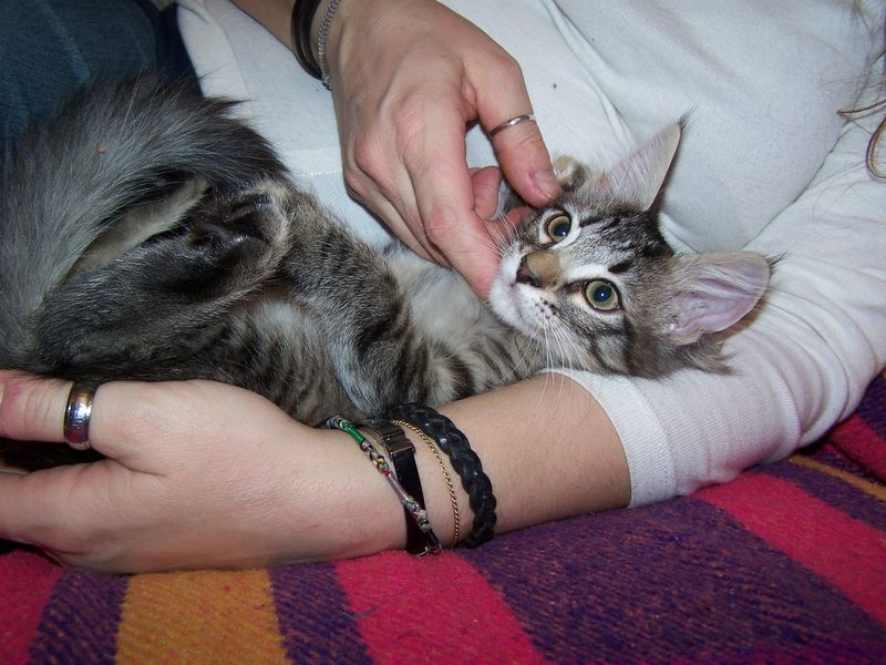 Gatti Norvegesi - cuccioli