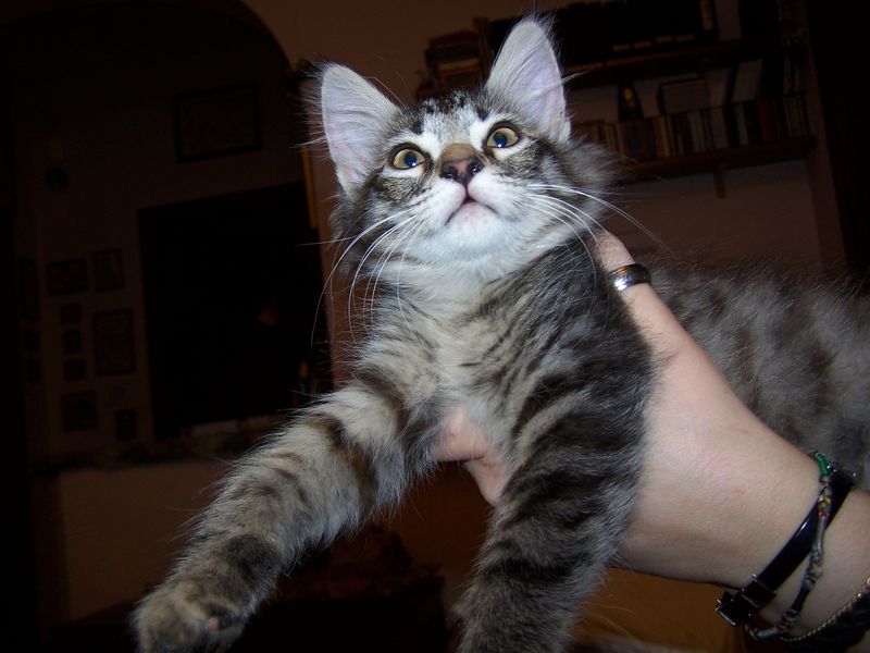 Gatti Norvegesi - cuccioli