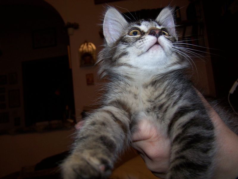 Gatti Norvegesi - cuccioli