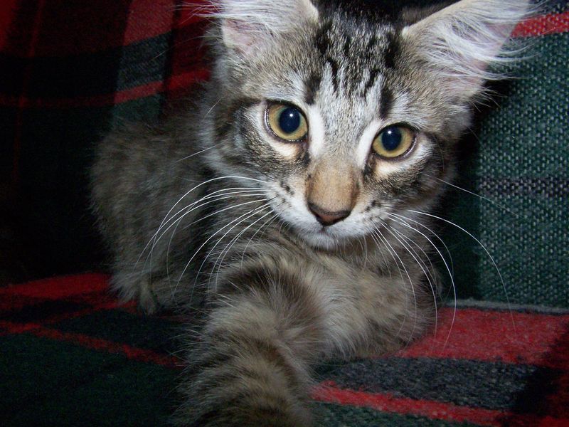 Gatti Norvegesi - cuccioli