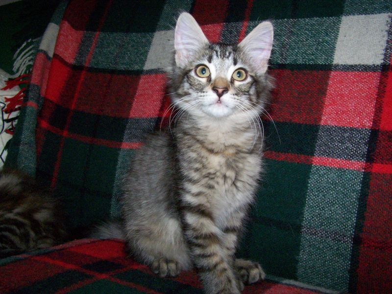 Gatti Norvegesi - cuccioli
