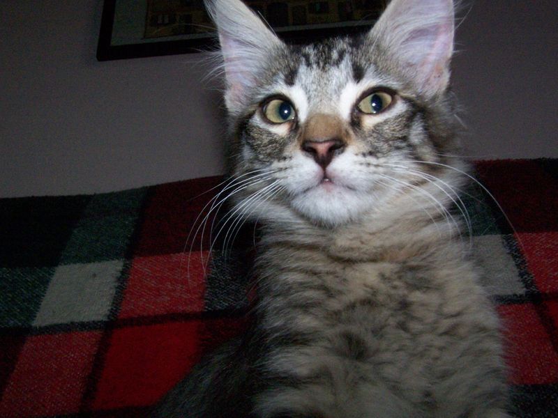 Gatti Norvegesi - cuccioli