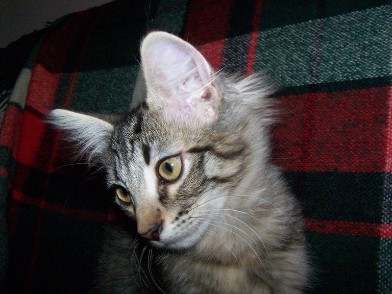 Gatti Norvegesi - cuccioli