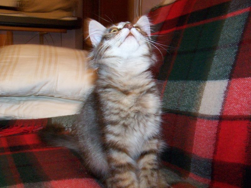 Gatti Norvegesi - cuccioli