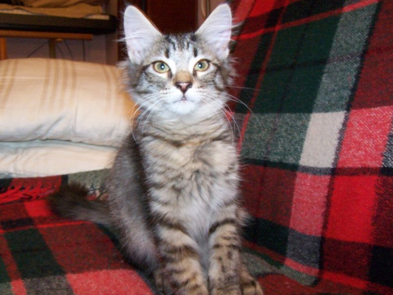 Gatti Norvegesi - cuccioli