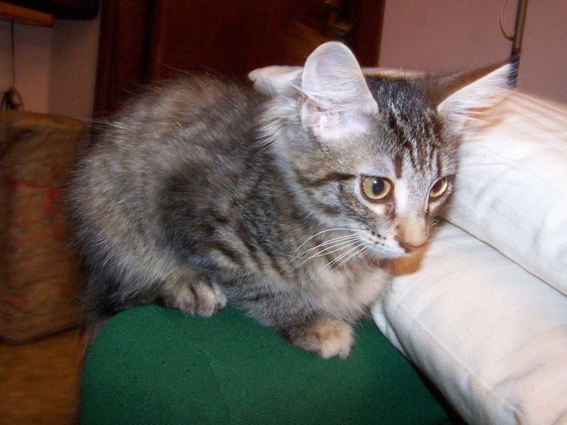 Gatti Norvegesi - cuccioli